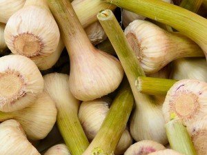 Spring Garlic - Also know as young garlic, new garlic, ail frais or green garlic
